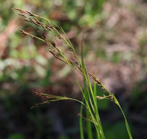 Nodding Beaksedge (Rhynchospora inexpansa)