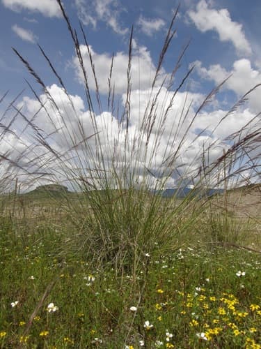 Purple muhly (Muhlenbergia rigida)