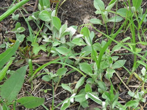 Plantain-leaf Pussytoes (Antennaria plantaginifolia)