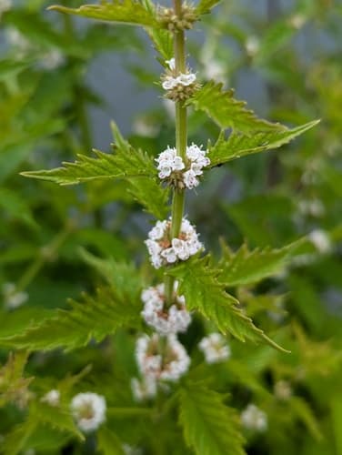 European Bugleweed (Lycopus europaeus)