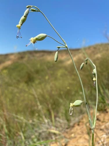 Balkan Catchfly (Silene csereii)
