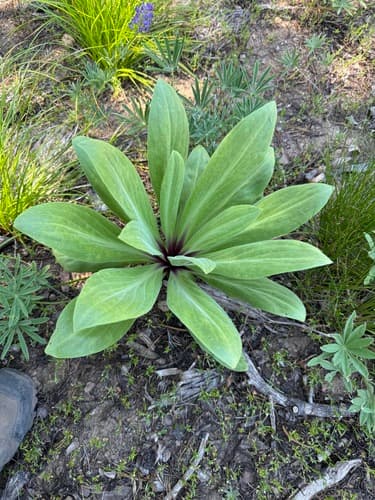 Elkweed (Frasera speciosa)