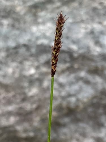 Northern Singlespike Sedge (Carex scirpoidea)