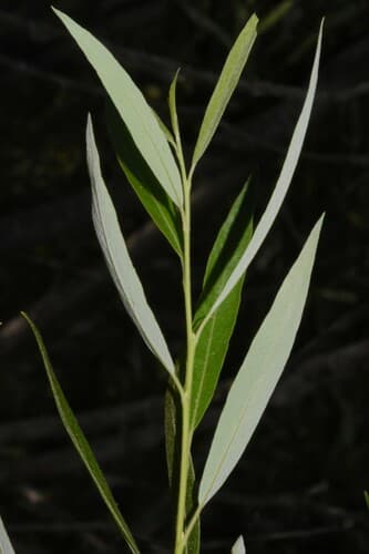 Geyer Willow (Salix geyeriana)