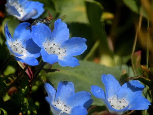 Baby blue-eyes (Nemophila menziesii)