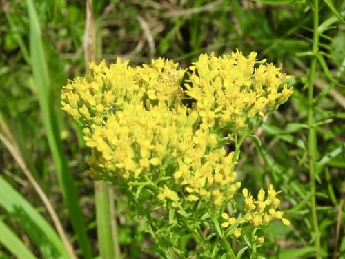 Shiny goldenrod (Solidago nitida)