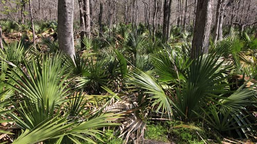 Dwarf Palmetto (Sabal minor)