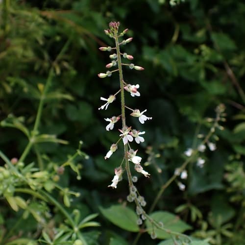 Enchanter's-nightshade (Circaea lutetiana)