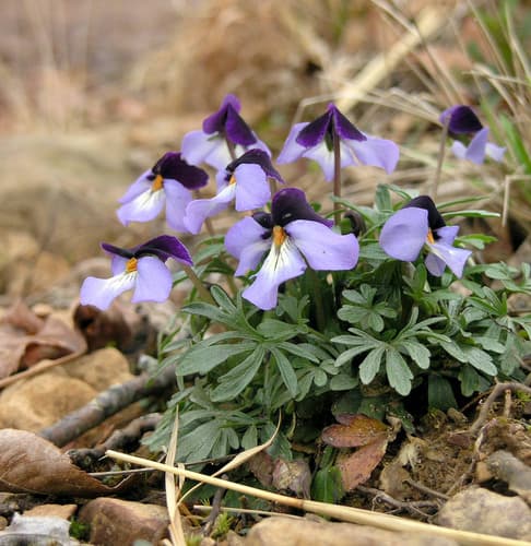 Bird-foot violet (Viola pedata)