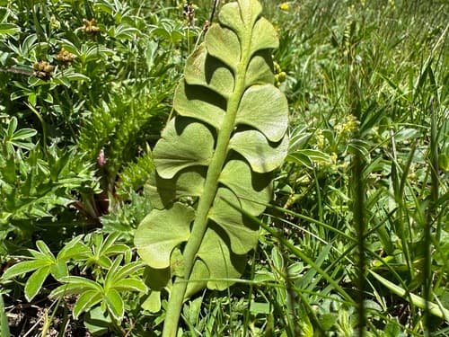 Common Moonwort (Botrychium lunaria)