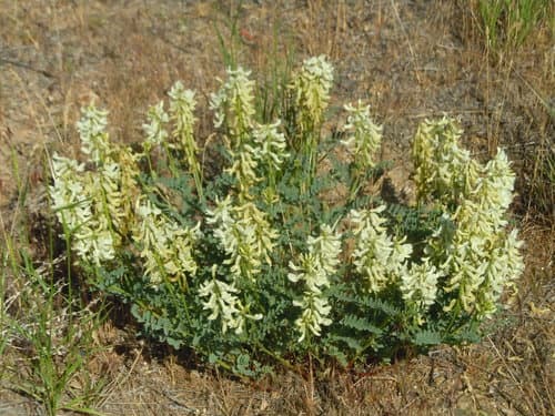 Curvepod Milkvetch (Astragalus curvicarpus)