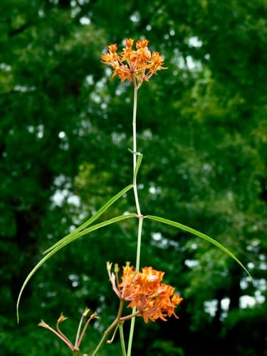 Fewflower Milkweed (Asclepias lanceolata)