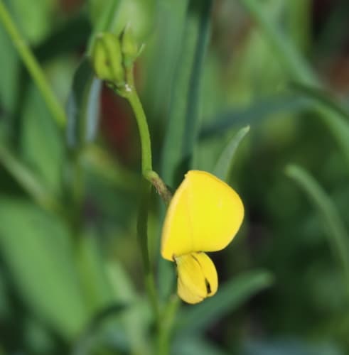 Pursh's Rattlebox (Crotalaria purshii)