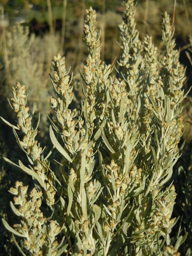 Silver sagebrush (Artemisia cana)