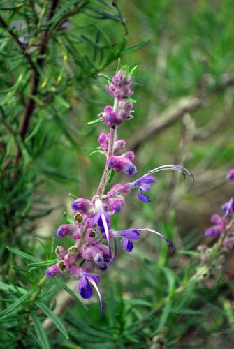 Woolly Bluecurls (Trichostema lanatum)