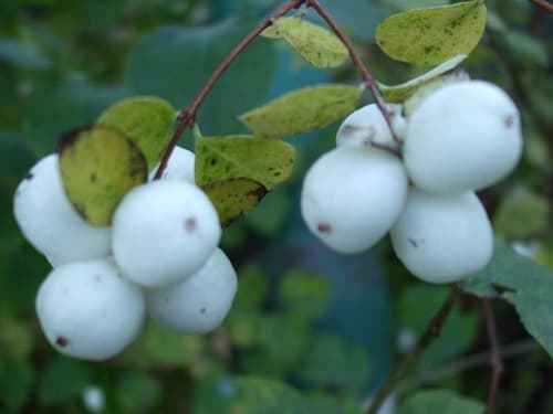 Snowberry (Symphoricarpos albus)