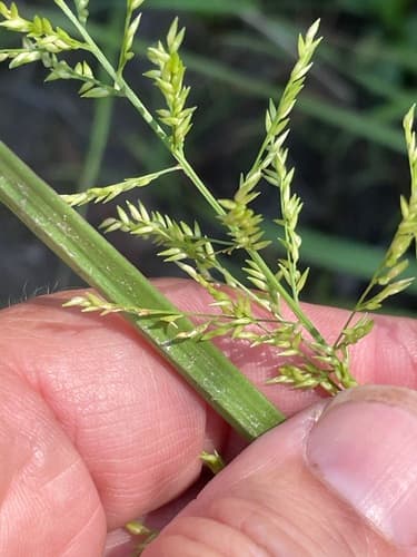Beaked Panicgrass (Coleataenia anceps)