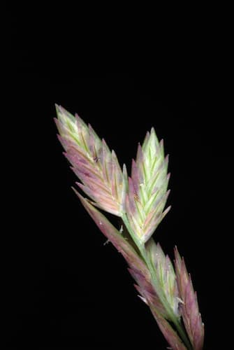 Red Lovegrass (Eragrostis secundiflora)