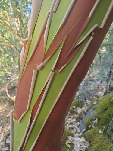 Pacific madrone (Arbutus menziesii)