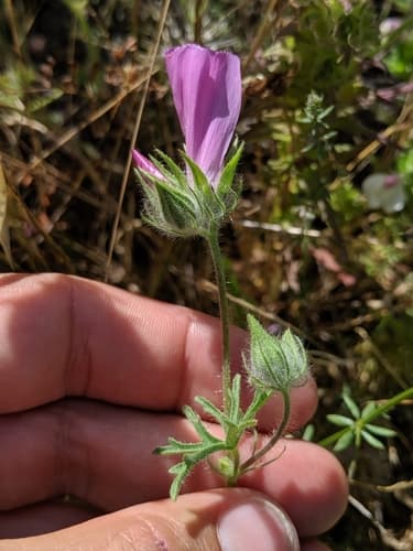 (Sidalcea diploscypha)