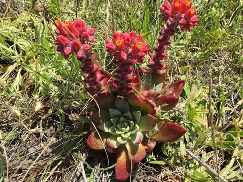 Palmer's dudleya (Dudleya palmeri)