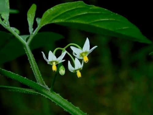Glossy Nightshade (Solanum ptychanthum)