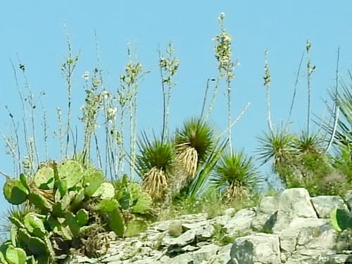 Thompson's Yucca (Yucca thompsoniana)