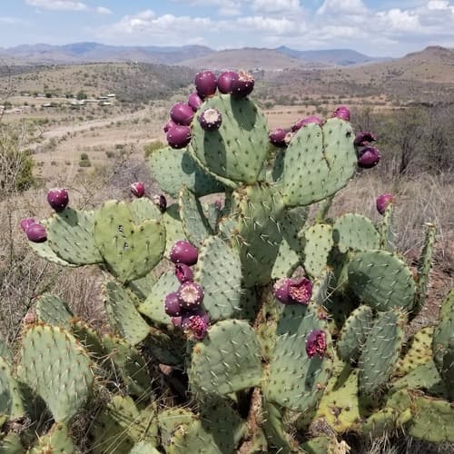 Prickly Pear (Opuntia engelmannii)