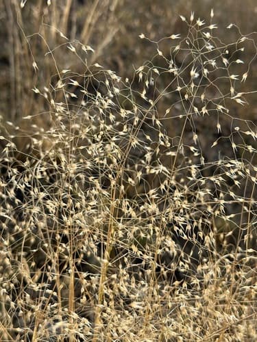 Indian Ricegrass (Achnatherum hymenoides)