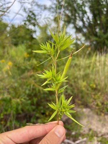 Coastal Plain Witchgrass (Dichanthelium longiligulatum)