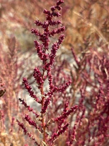 American Sea-Blite (Suaeda calceoliformis)
