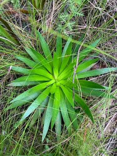 Tall Pinebarren Milkwort (Polygala cymosa)