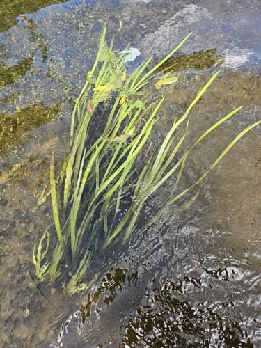 American Eelgrass (Vallisneria americana)
