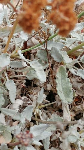 Redflower buckwheat (Eriogonum grande)