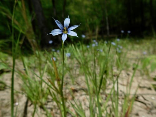 Narrowleaf Blue-eyed Grass (Sisyrinchium angustifolium)
