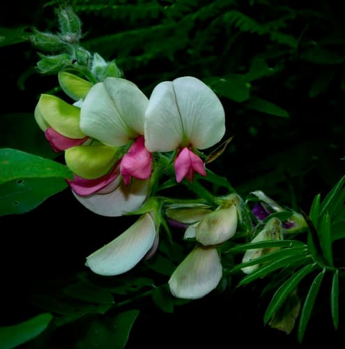 Catgut (Tephrosia virginiana)