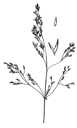 Idaho Bentgrass (Agrostis idahoensis)