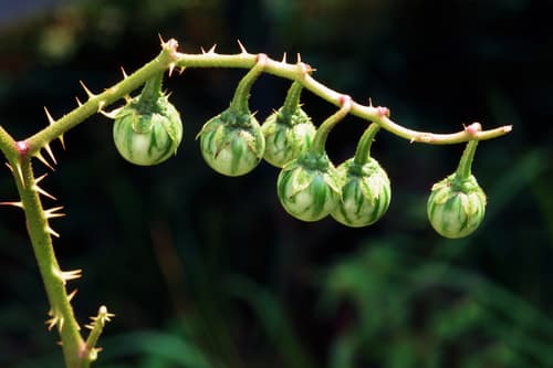 Carolina Horse-nettle (Solanum carolinense)