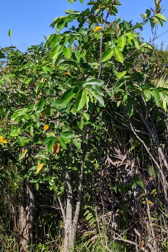 Corkwood (Annona glabra)