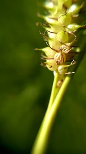 Bottle Sedge (Carex rostrata)