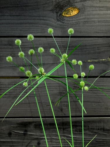 Globe Flatsedge (Cyperus echinatus)