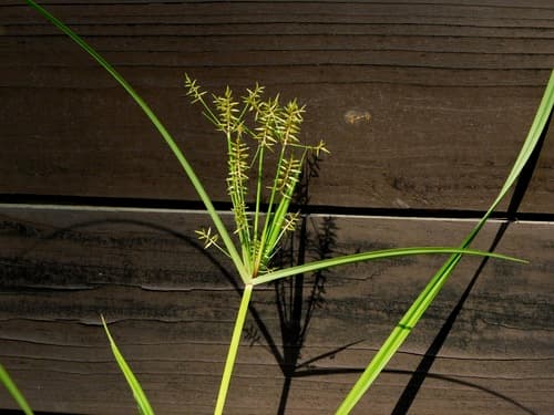 Earth-almond (Cyperus esculentus)