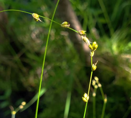 Softleaf Sedge (Carex disperma)