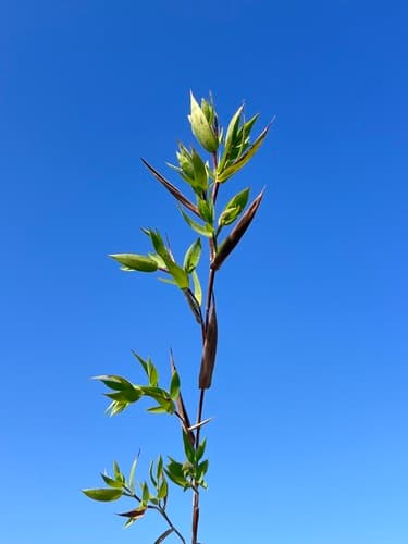 Velvet Panicum (Dichanthelium scoparium)