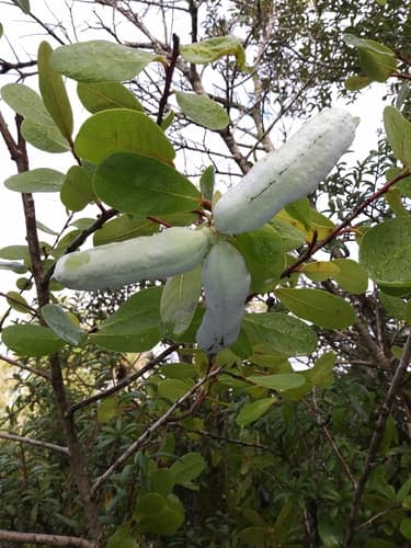 Bigflower Pawpaw (Asimina obovata)