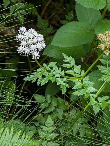 Water Parsely (Oenanthe sarmentosa)