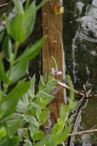 Correll's false dragonhead (Physostegia correllii)