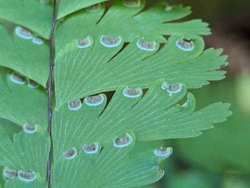 Aleutian Maidenhair (Adiantum aleuticum)