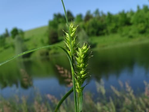 Wheat Sedge (Carex atherodes)