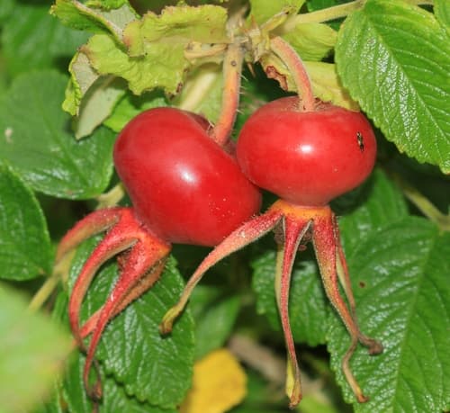 Rugosa Rose (Rosa rugosa)